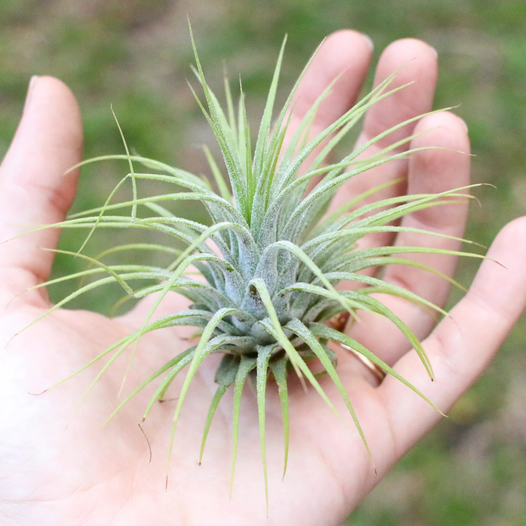 50 pack wholesale air plants - tillandsia ionantha - bulk