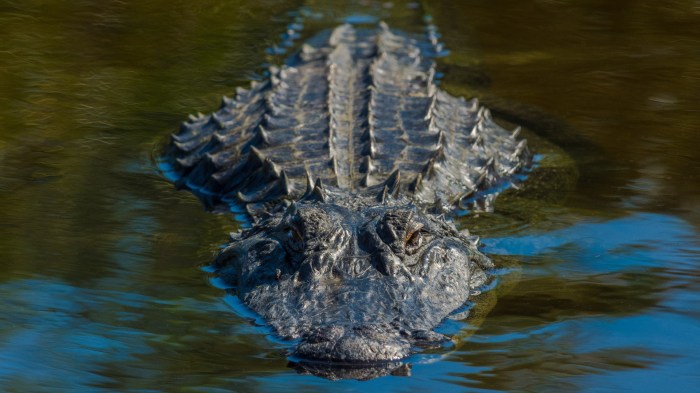How long can an alligator stay underwater